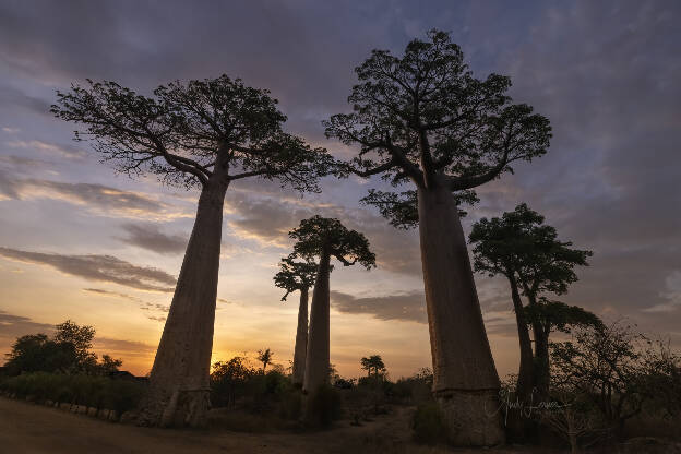 Baobabs