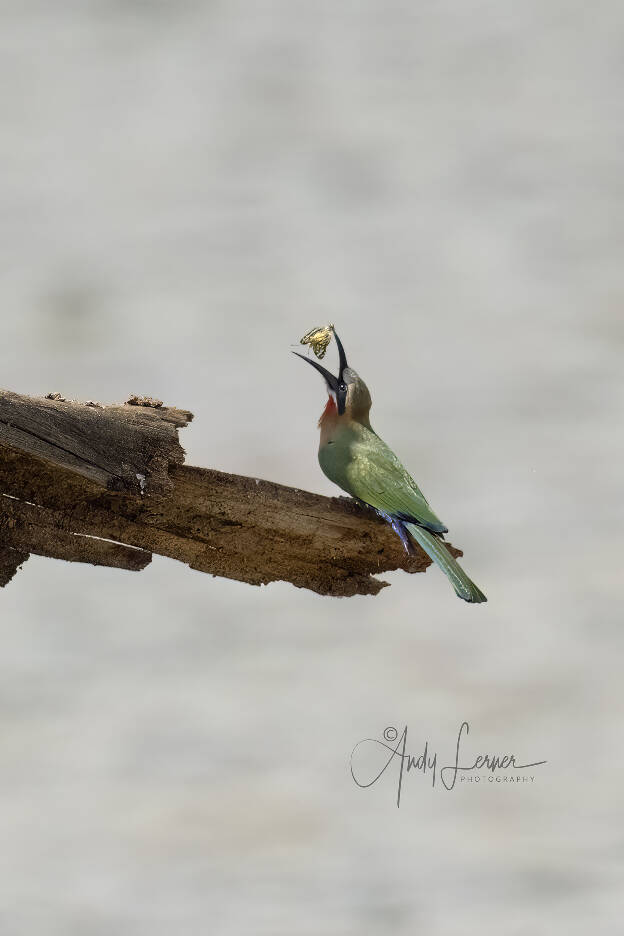 White fronted bee eater taking a butterfly