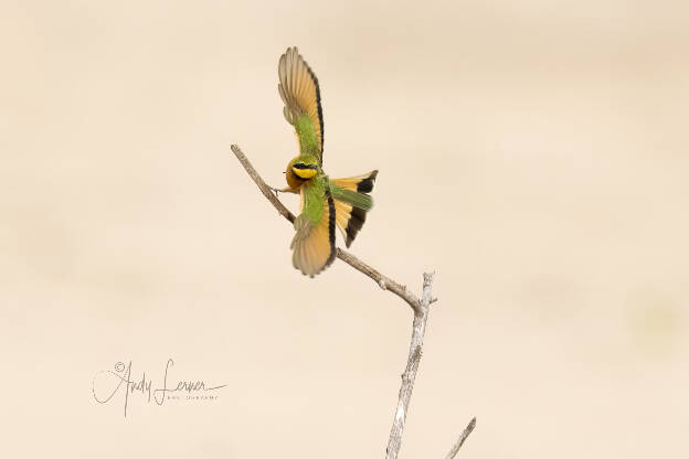 Little bee eater