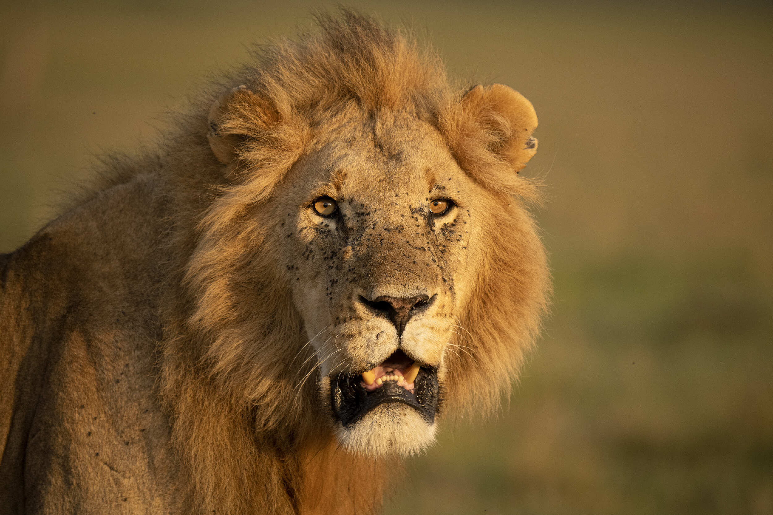 MARA CATS