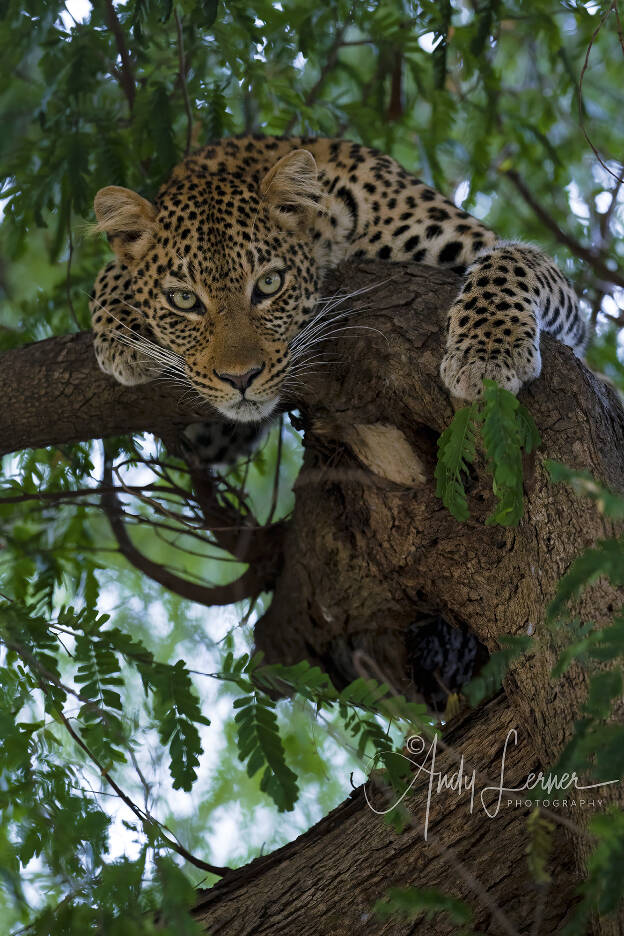 Leopard keeping an eye on things.