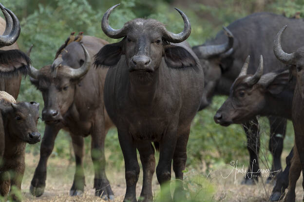Cape buffalo