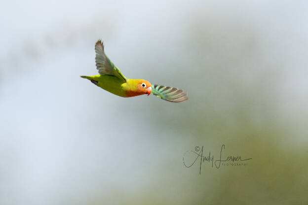 Love bird in flight