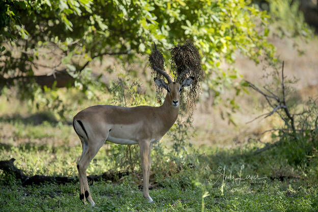 Impala with a headdress