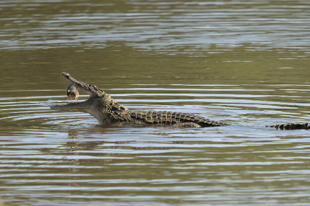 A Nile crocodile with a catfish lunch