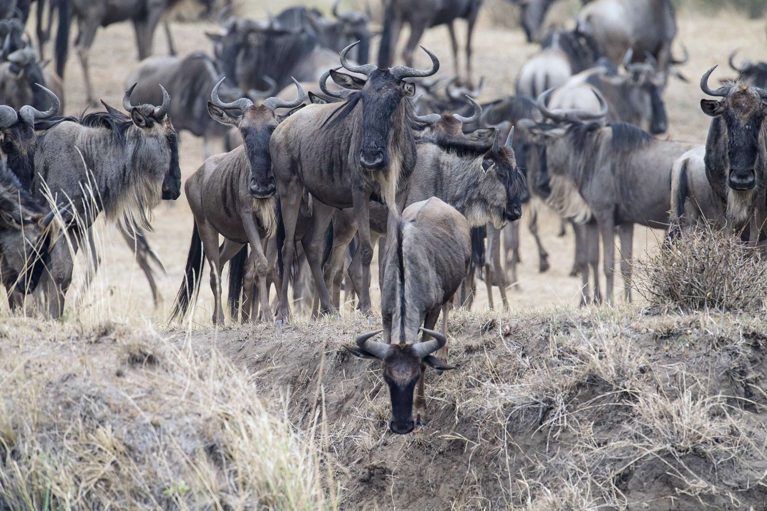 On the Move In Kenya