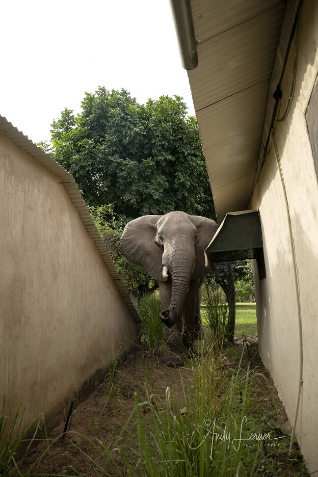 When an elephant comes into camp, they have the right of way