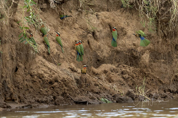 White throated bee eater colony