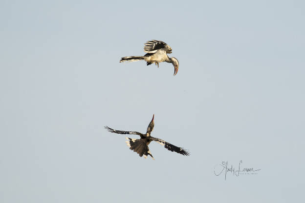 Hornbills sparring in flight