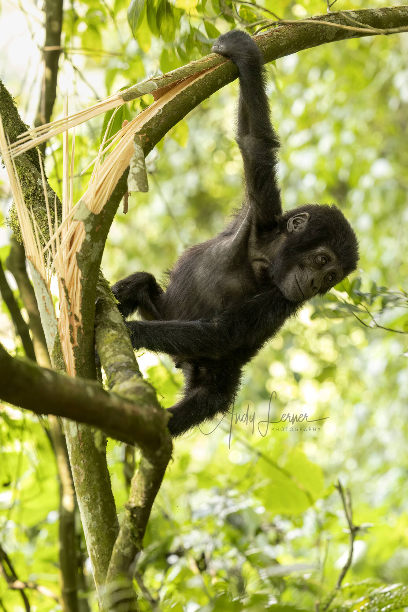 Trekking Uganda