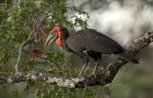 Southern ground hornbill