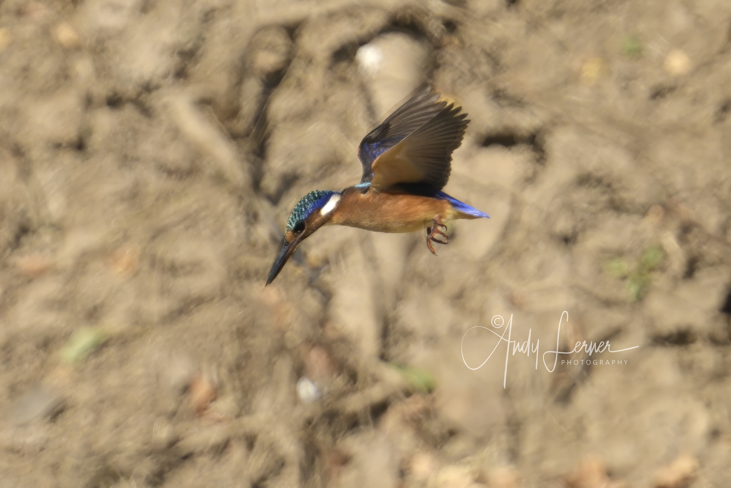 Malachite kingfisher