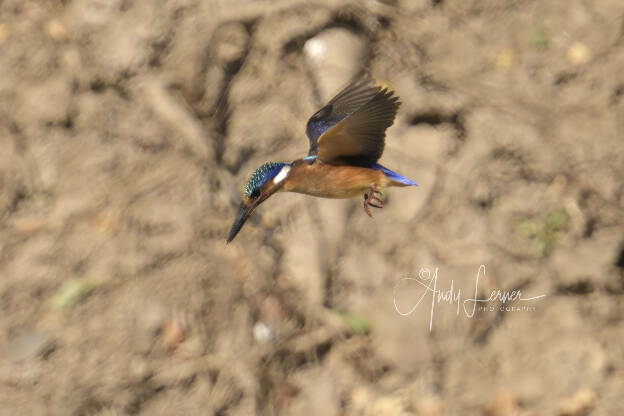 Malachite kingfisher
