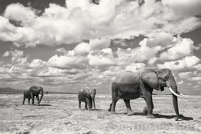 Elephants On Parade