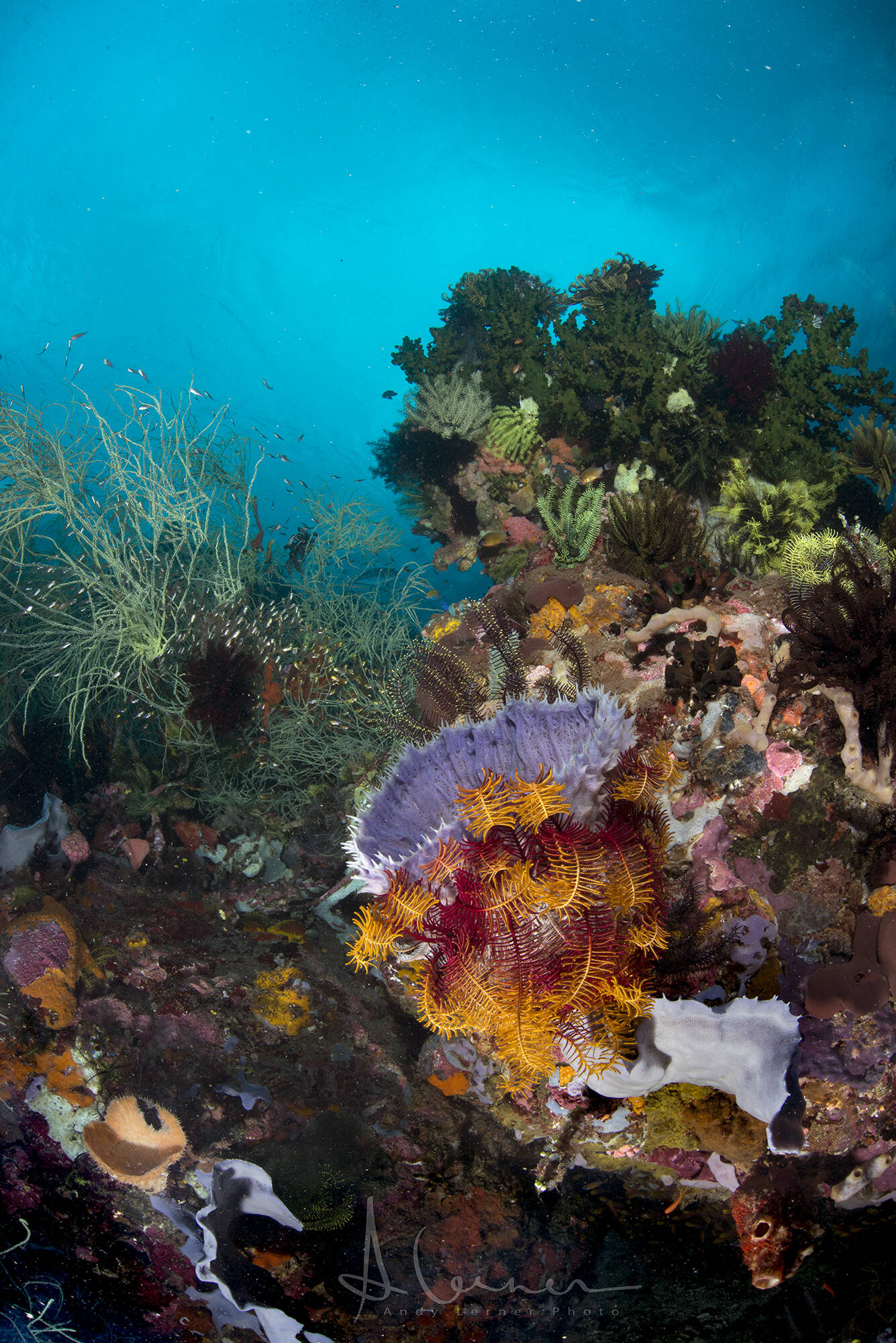 Under Komodo