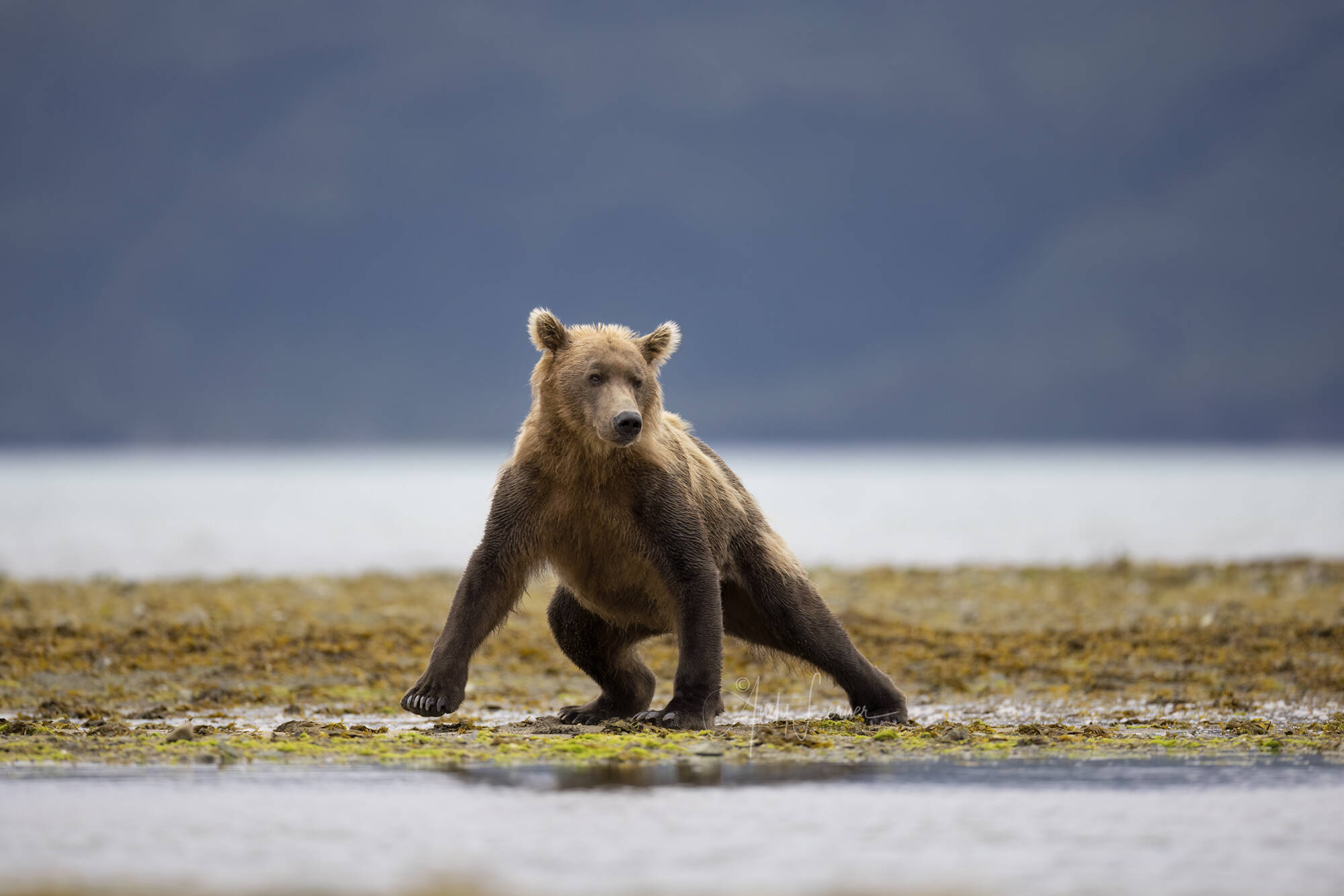 THE SEARCH FOR BEARS