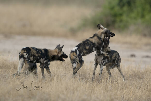 Painted dogs (aka African wild dogs)  at play