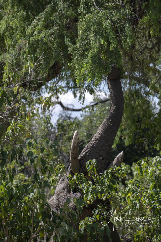 Elephant feedng in the trees