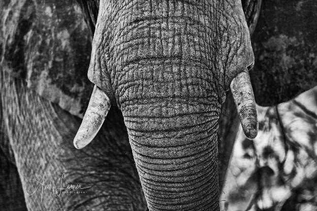 Elephant 