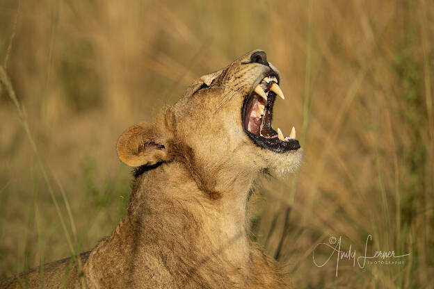 Lion yawning