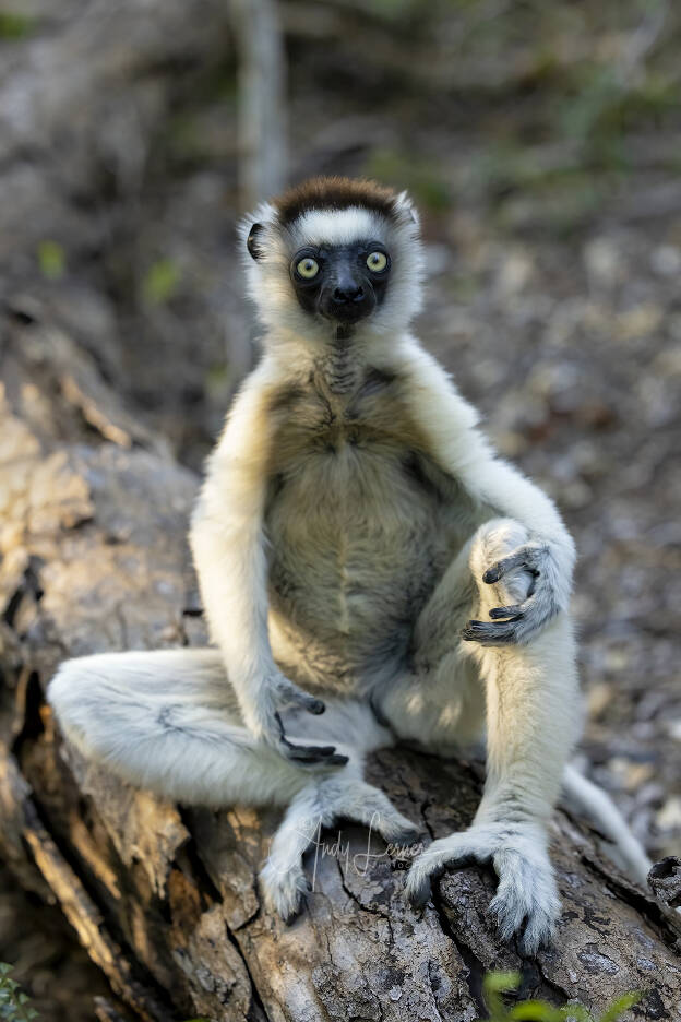 Sifaka