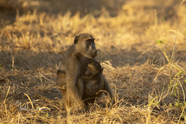 Baboon mother and child