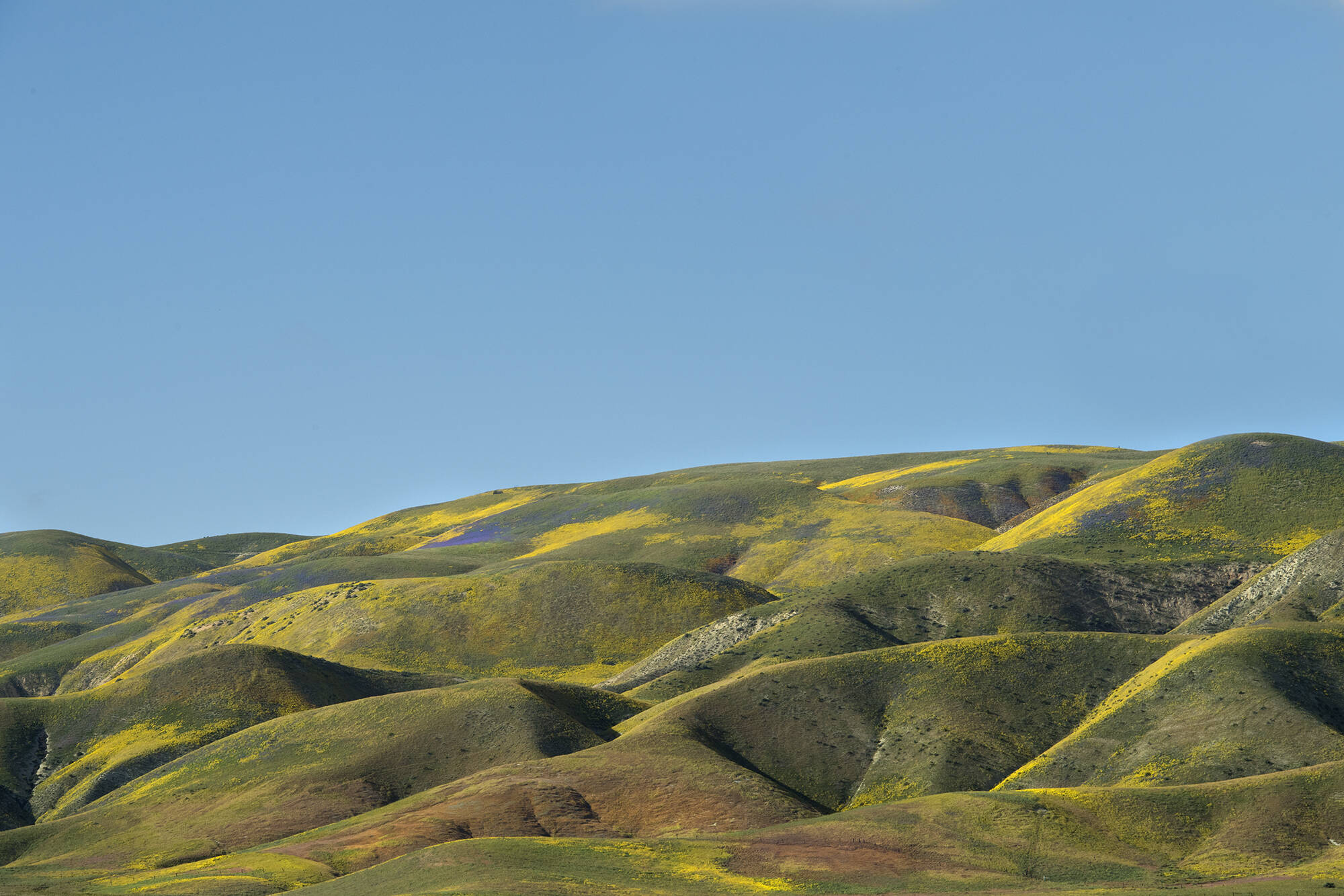 Superbloom 2017