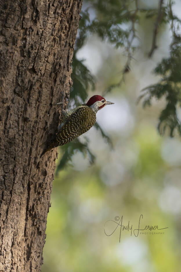 Bennett's woodpecker