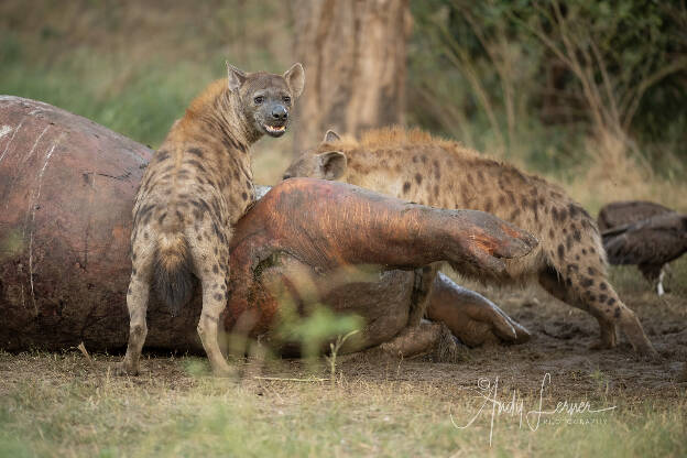 Hyenas on a hippo carcass
