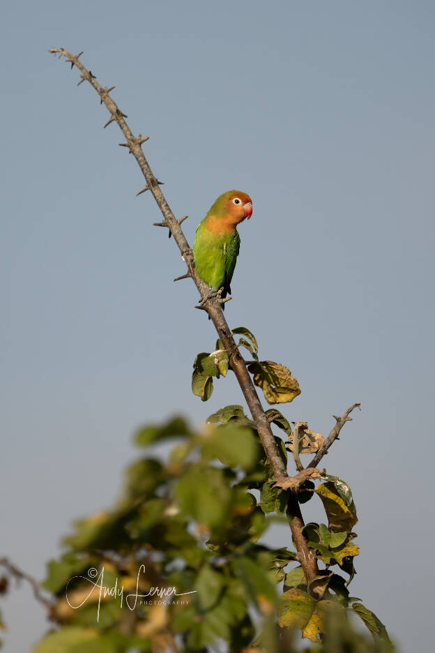 Love bird