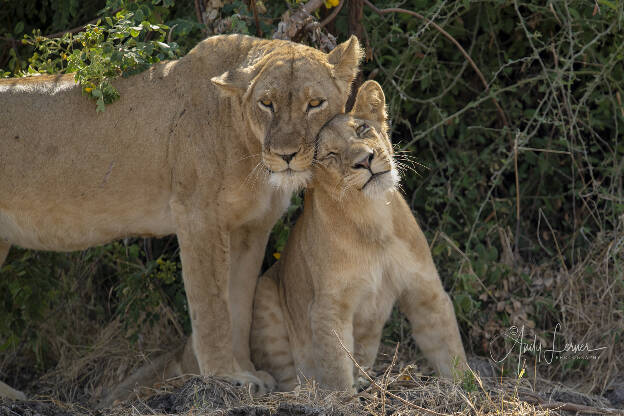 Lionesses snuggling