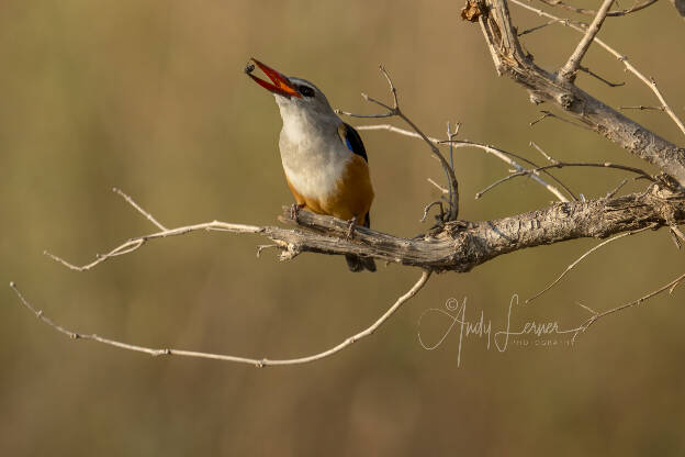 Grey-headed kingfisher catching a fly
