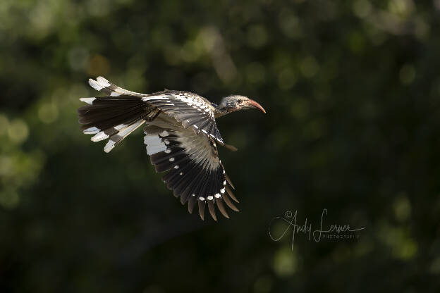 Red billed hornbill