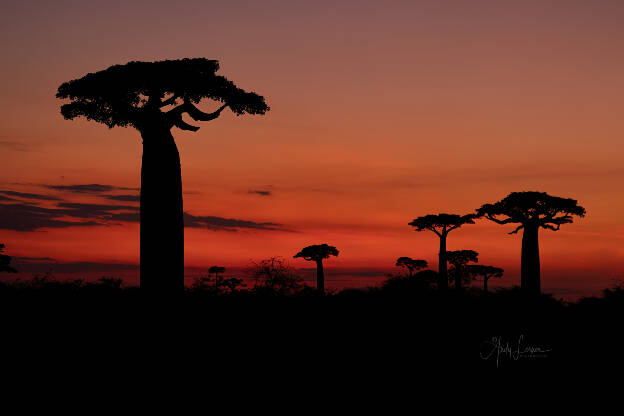 Baobab Sunrise