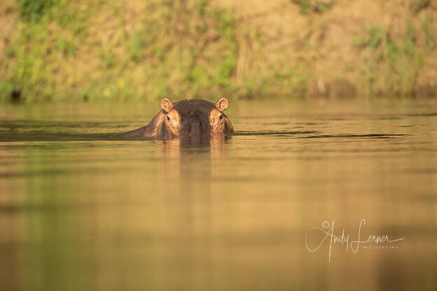 Hippo keeping a close eye on us while we canoed past