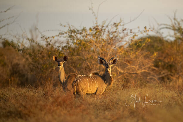 Kudu in morning light