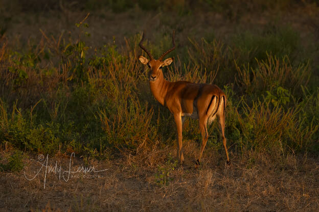 Impala in morning light