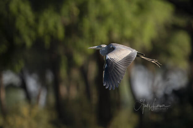 Gray heron in flight