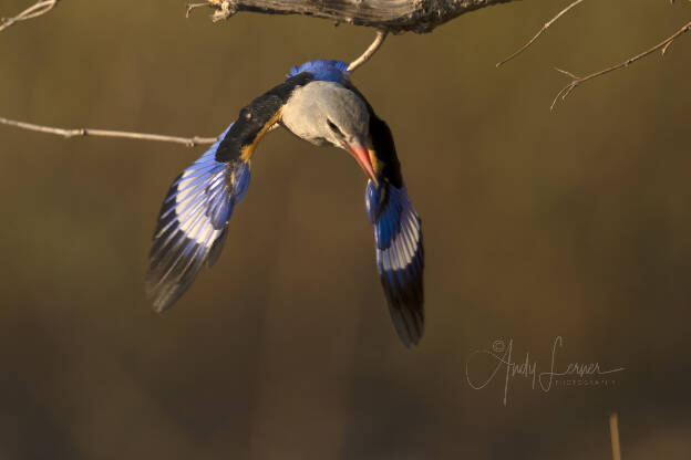 Grey-headed kingfisher