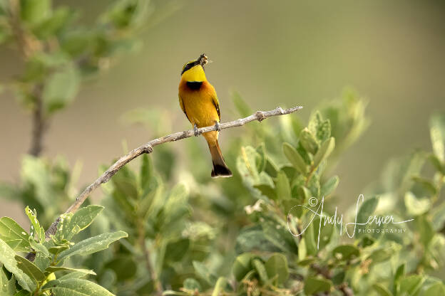 Little bee eater with a bee