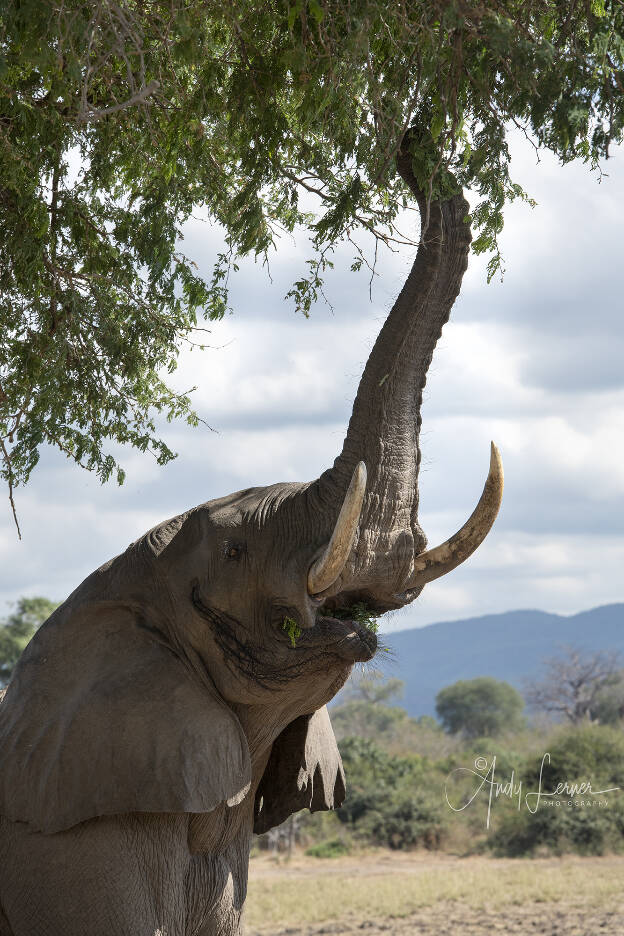 Elepephant reaching for it's favorite leaves