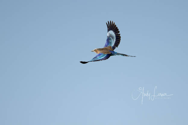Lilac breasted roller