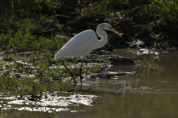 Egret with a catch