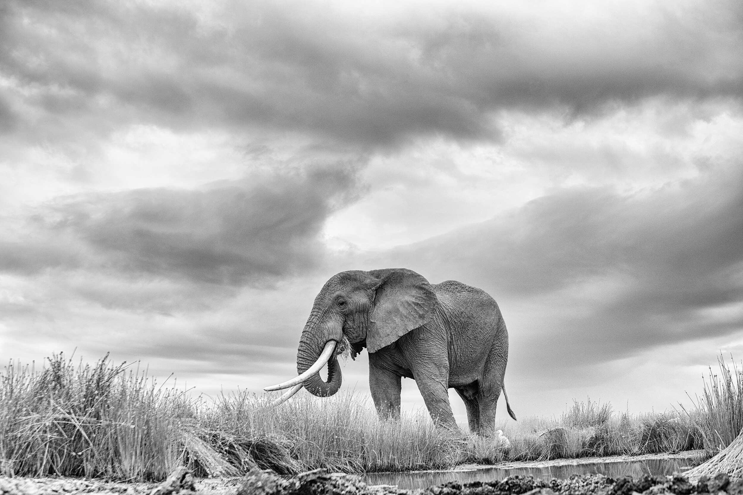 AMBOSELI ELLIES