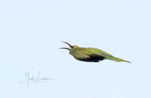 Little bee eater making a a catch.