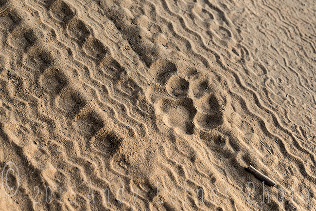 TIGER TERRITORY