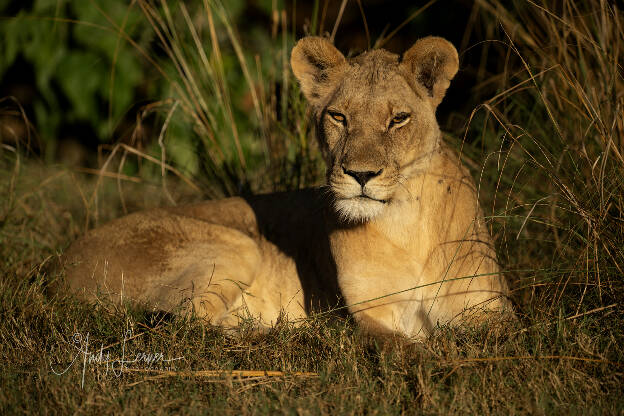 Lioness