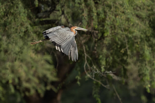 Goliath heron- the world's largest heron