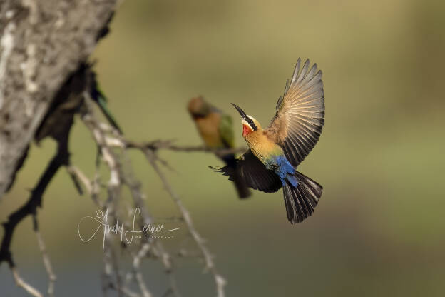 White fronted bee eater