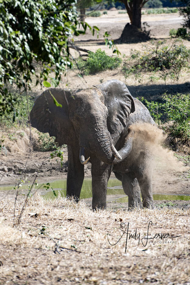 Elephant cooling itself off